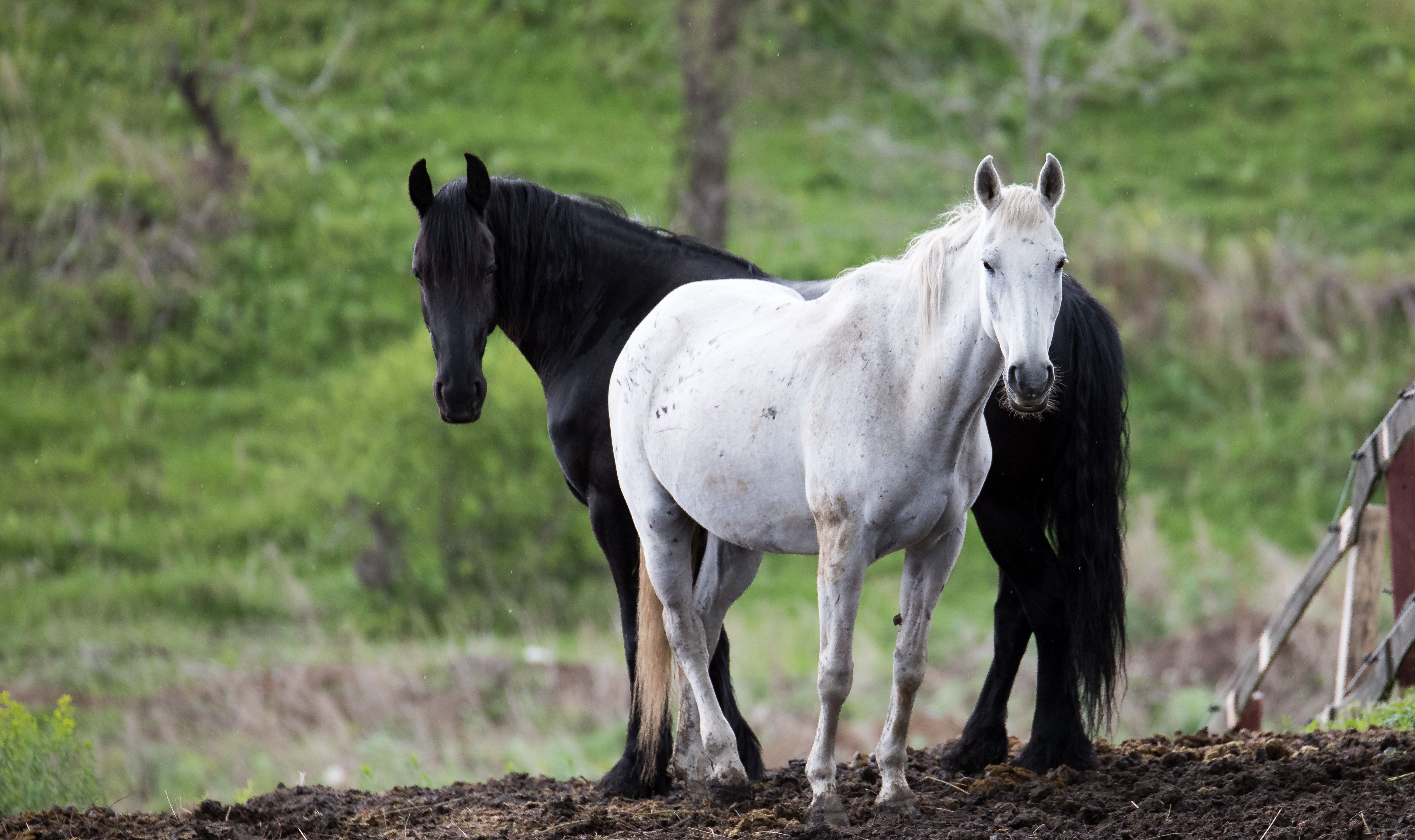 настоящих лошадей. настоящая лошадь. настоящий конь. коня настоящего. настоящих лошадей.