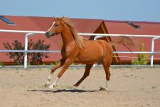 Horse_arabian.jpg