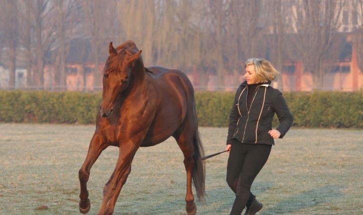 Что такое Natural Horsemanship?